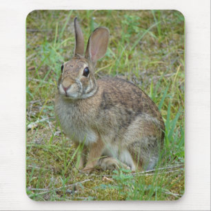 Wildkaninchen Östliche Baumwollschwanzkleidung und Mousepad