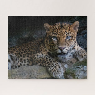 Wildkatze Jaguar Tier