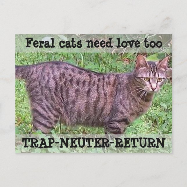 Wildkatzen brauchen auch Liebe - Tabby Katze Postkarte (Vorderseite)
