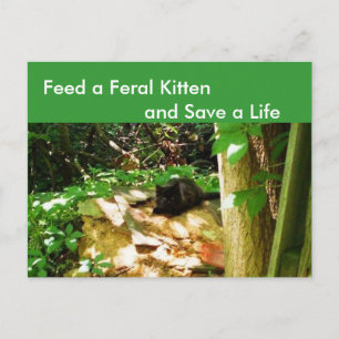 Wildkatzen im Wald  Grußkarte Postkarte