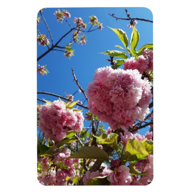 Wildkirsche Rosa Blossom Tree Magnet (Vertikal)