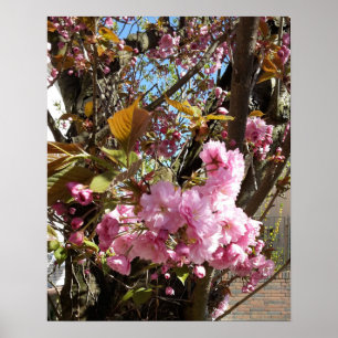 Wildkirsche Rosa Blossom Tree Poster