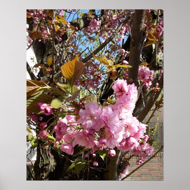 Wildkirsche Rosa Blossom Tree Poster (Vorne)