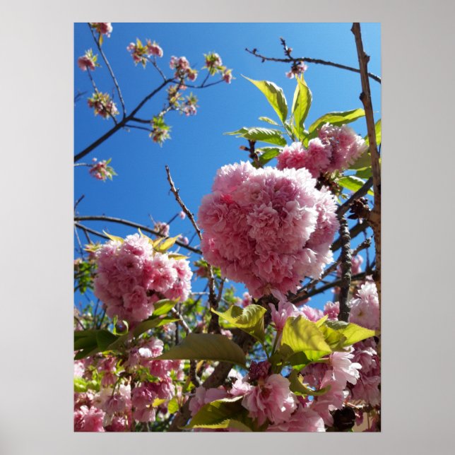 Wildkirsche Rosa Blossom Tree Poster (Vorne)