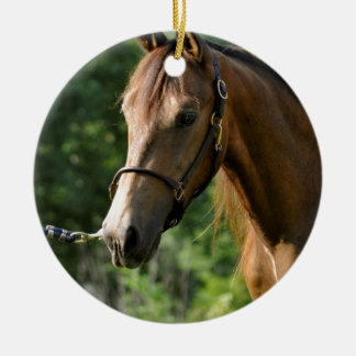 Wildleder-Morgan-Pferd Keramik Ornament