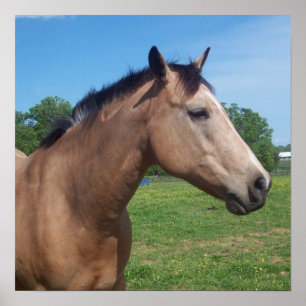 Wildleder-Mustang-Plakat Poster