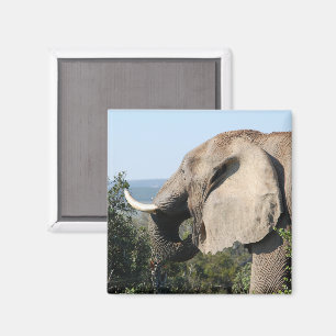 Wildlephant essen Vegetation, Südafrika Magnet