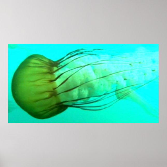 Wildlife 114 Sea Nettle Poster (Vorne)