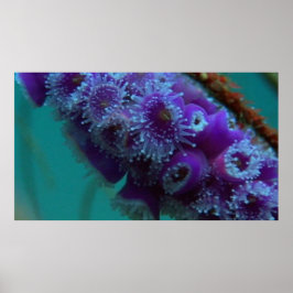 Wildlife 12 Seeigel CU-Plakat Poster