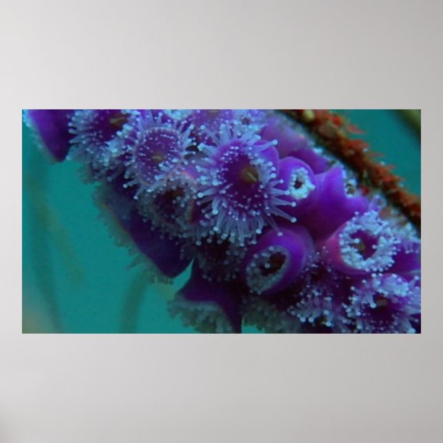 Wildlife 12 Seeigel CU-Plakat Poster (Vorne)