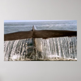 Wildlife 6 Wal Schwanz Poster