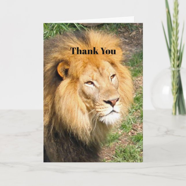 Wildlife African Lion Face Foto Dankeskarte (Vorderseite)