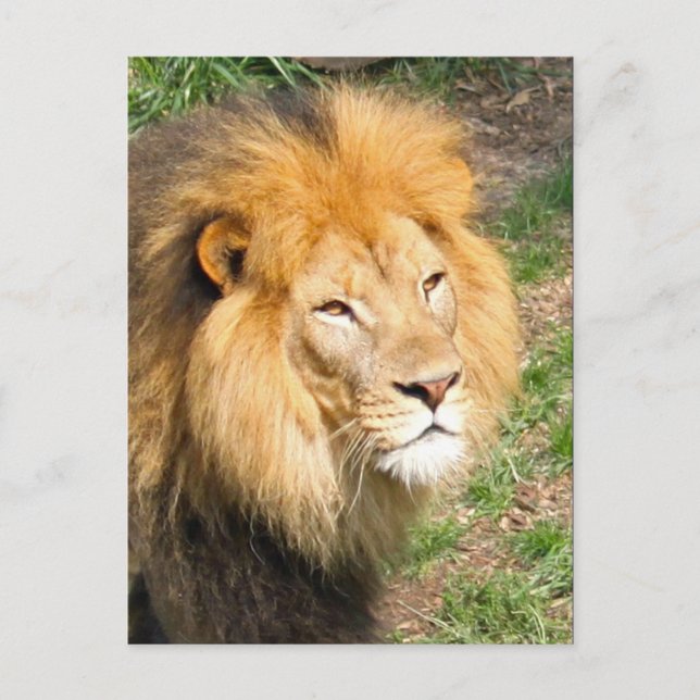 Wildlife African Lion Face Foto Postkarte (Vorderseite)