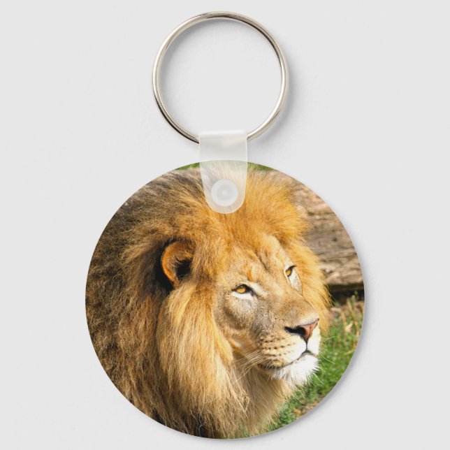 Wildlife African Lion Foto Schlüsselanhänger (Vorderseite)
