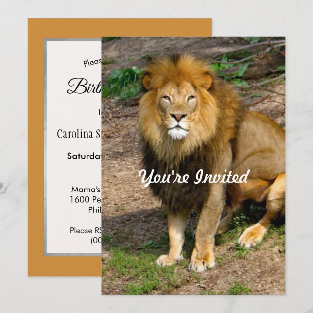 Wildlife African Lion Sitting Foto Geburtstag Einladung (Vorne/Hinten)