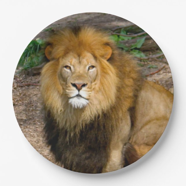 Wildlife African Lion Sitting Foto Pappteller (Vorderseite)