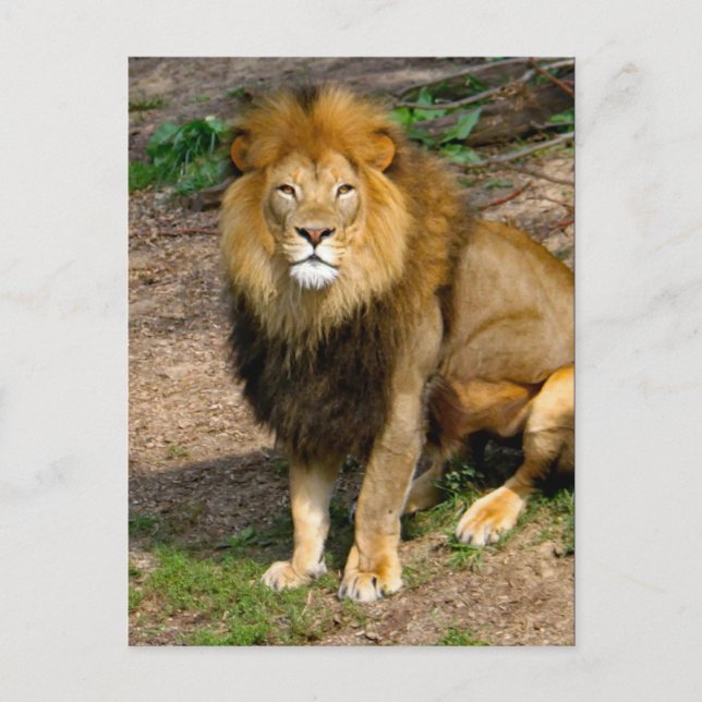 Wildlife African Lion Sitting Foto Postkarte (Vorderseite)