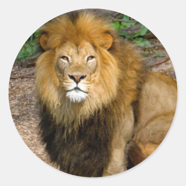 Wildlife African Lion Sitting Foto Runder Aufkleber (Vorderseite)