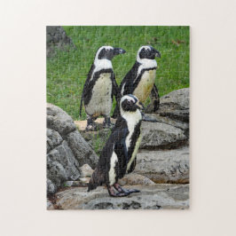 Wildlife African Penguin Foto