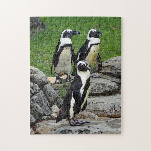 Wildlife African Penguin Foto (Vertikal)