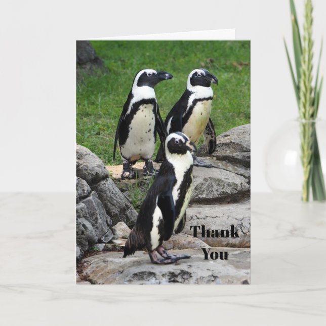 Wildlife African Penguin Foto Dankeskarte (Vorderseite)