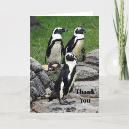 Wildlife African Penguin Foto Dankeskarte