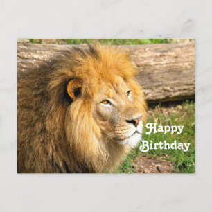 Wildlife Afrikanischer Löwe Foto Geburtstag Postkarte