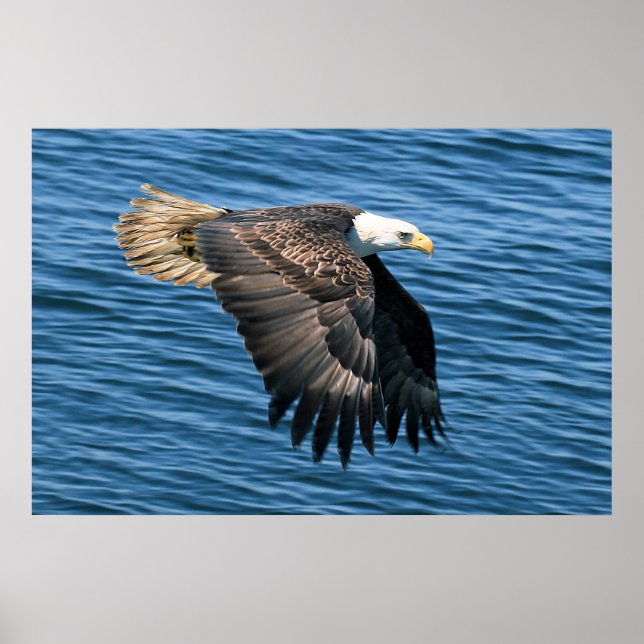 Wildlife Bald Eagle Foto Poster (Vorne)