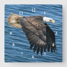 Wildlife Bald Eagle Foto
