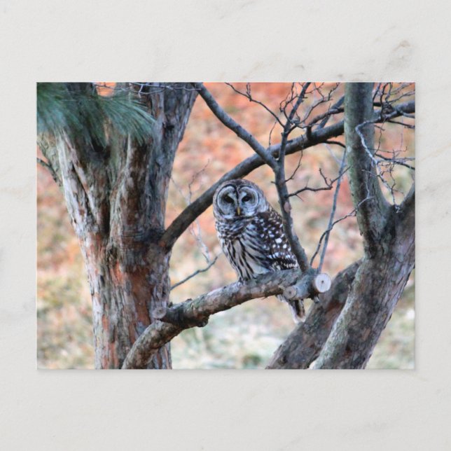 Wildlife Barred Owl Tree Foto Postkarte (Vorderseite)