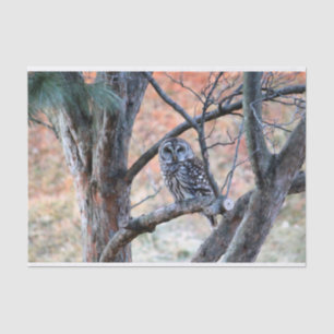 Wildlife Barred Owl Tree Foto Seidenpapier
