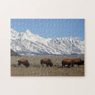 Wildlife Bison Mountains Schnee Foto