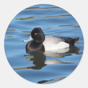 Wildlife Black and White Duck Scaup Foto Runder Aufkleber
