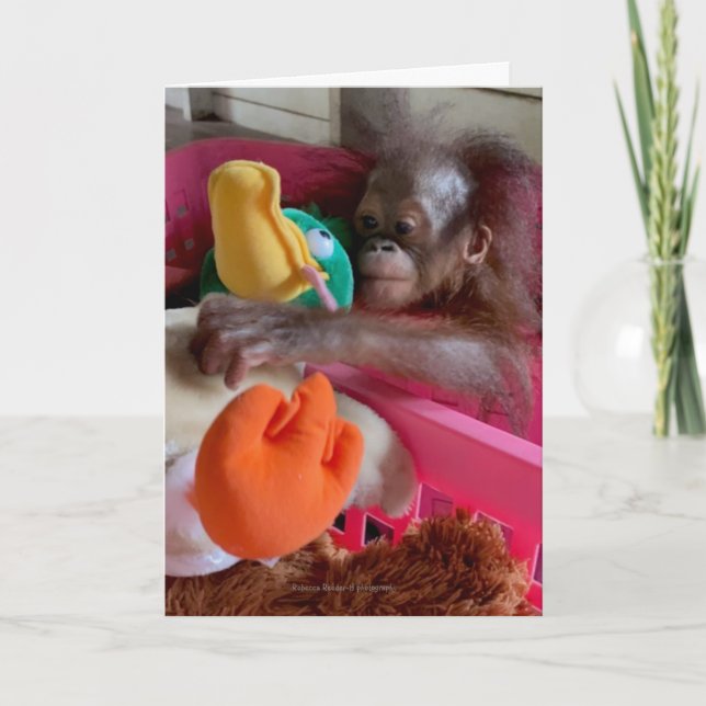 Wildlife Blank Cards:Baby Orangutan Grabs Toys  Karte (Vorderseite)