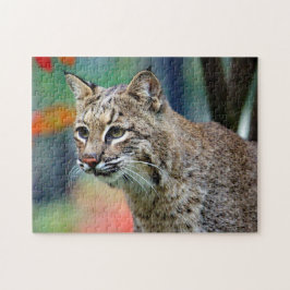 Wildlife Bobcat Foto