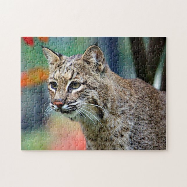 Wildlife Bobcat Foto (Horizontal)