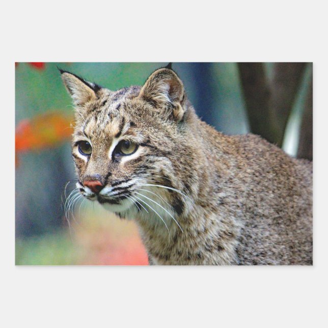 Wildlife Bobcat Foto Geschenkpapier Set (Vorderseite)