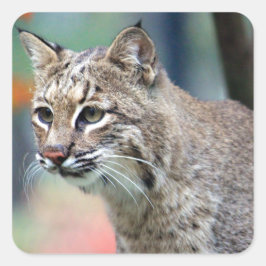 Wildlife Bobcat Foto Quadratischer Aufkleber