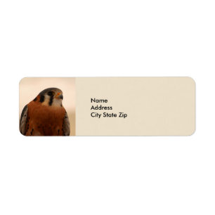 Wildlife Brown Falcon American Kestrel