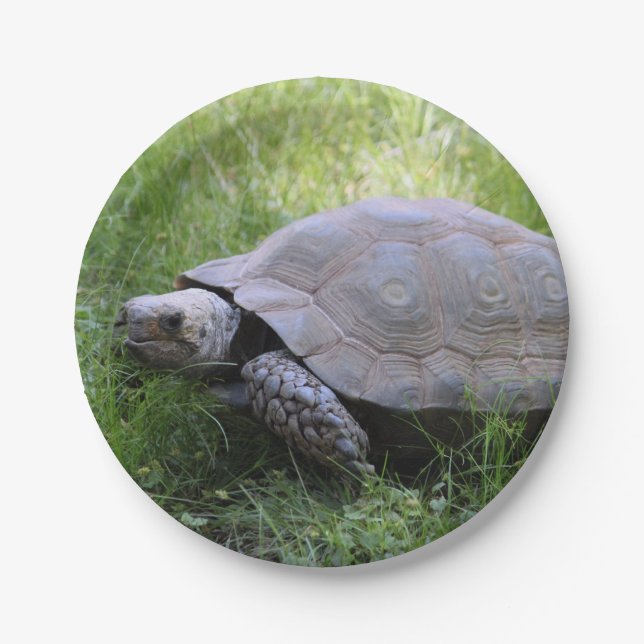 Wildlife Brown Tortoise Foto Pappteller (Vorderseite)