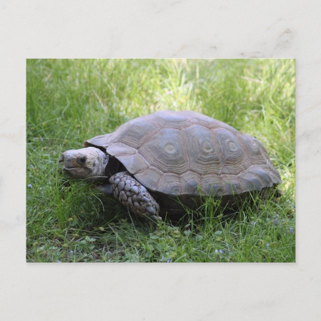 Wildlife Brown Tortoise Foto Postkarte (Vorderseite)