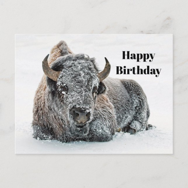Wildlife Buffalo Schnee Foto Geburtstag Postkarte (Vorderseite)