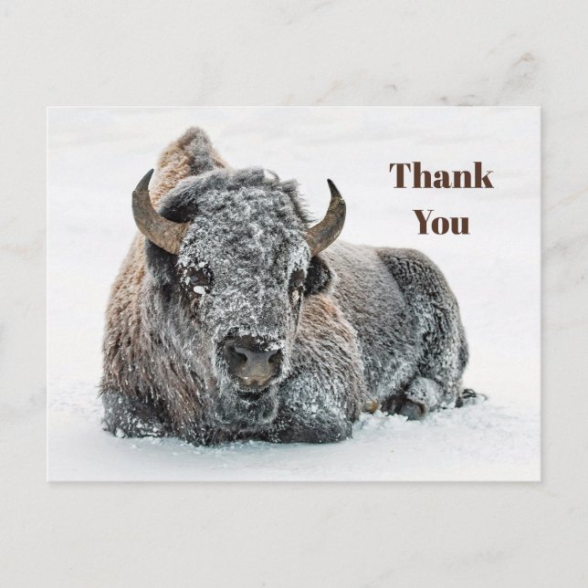 Wildlife Buffalo Snow Foto Vielen Dank Postkarte (Vorderseite)