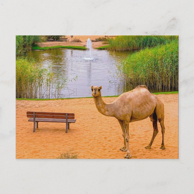 Wildlife Camel Oasis Foto Postkarte (Vorderseite)