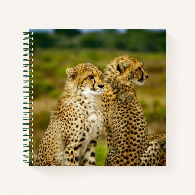 Wildlife Cheetah Foto Notizbuch (Vorderseite)