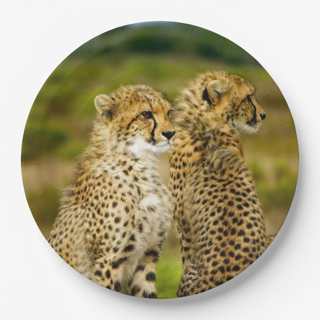 Wildlife Cheetah Foto Pappteller (Vorderseite)