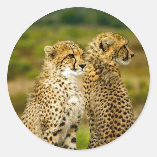Wildlife Cheetah Foto Runder Aufkleber (Vorderseite)