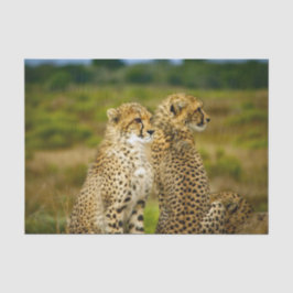 Wildlife Cheetah Foto Seidenpapier