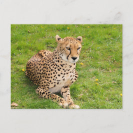 Wildlife Cheetah liegt herunter Postkarte