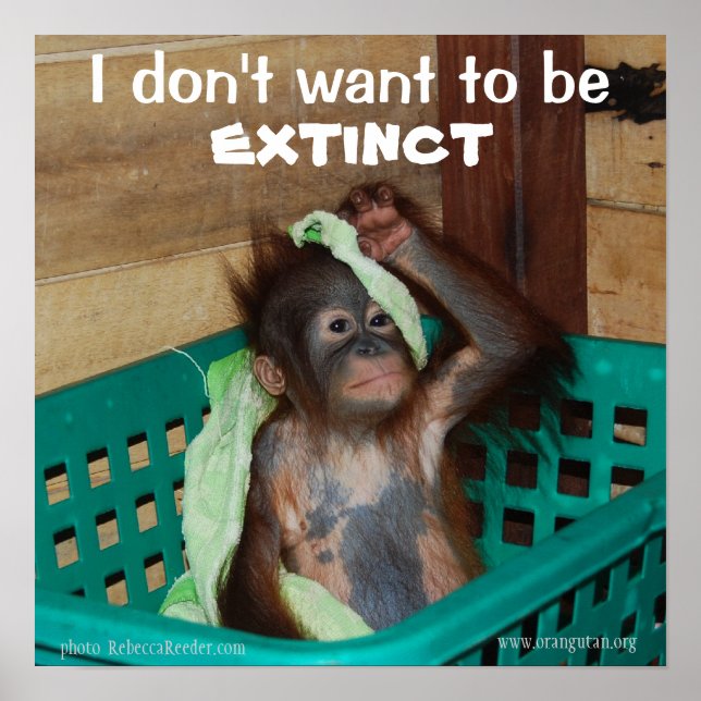 Wildlife Conservation Pouty Baby Poster (Vorne)